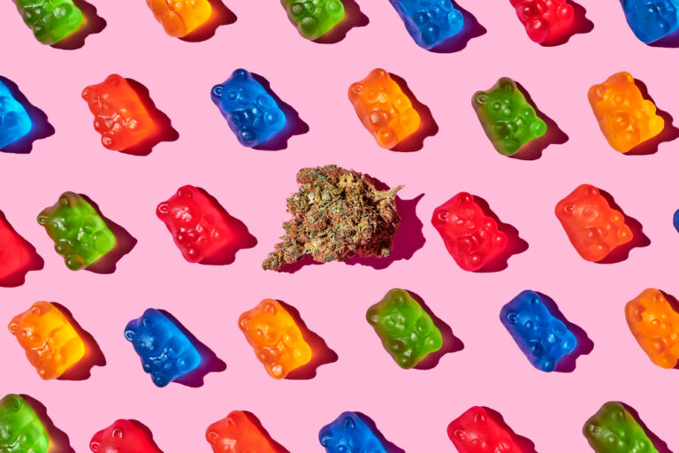 gummy bears and marijuana flower on a pink background