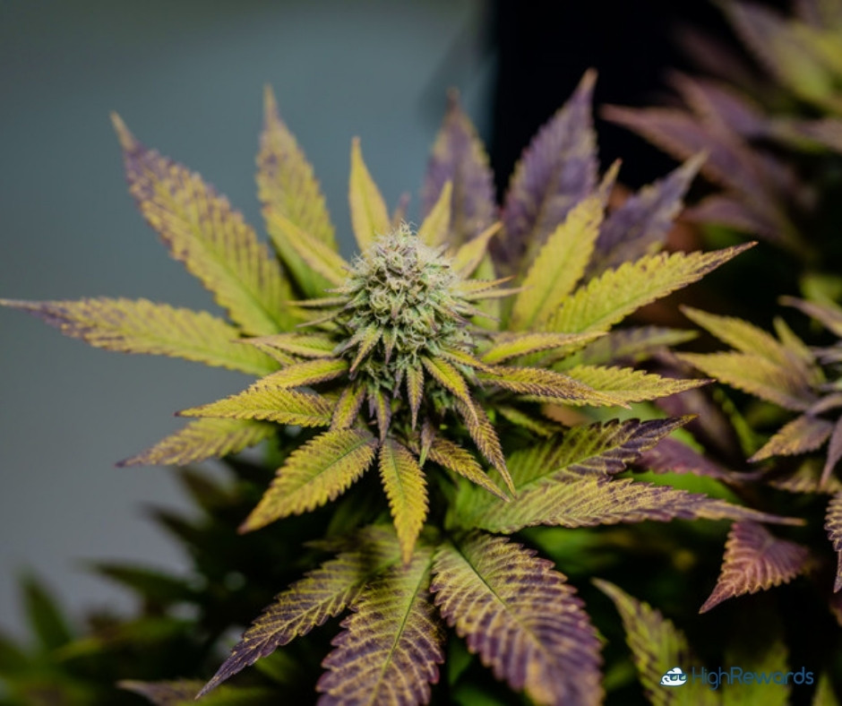 Alpha Cow cannabis strain - HighRewards