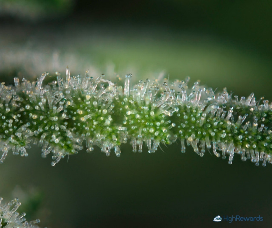 Alpha OG cannabis strain - HighRewards