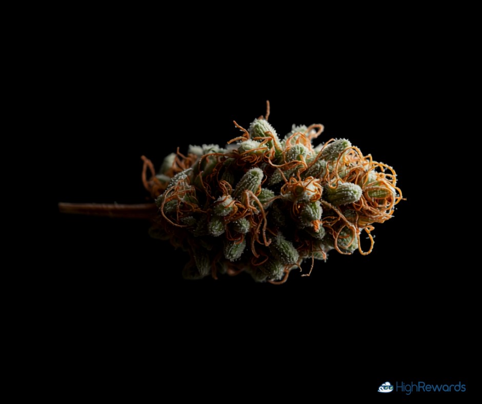 American Beauty cannabis strain - HighRewards
