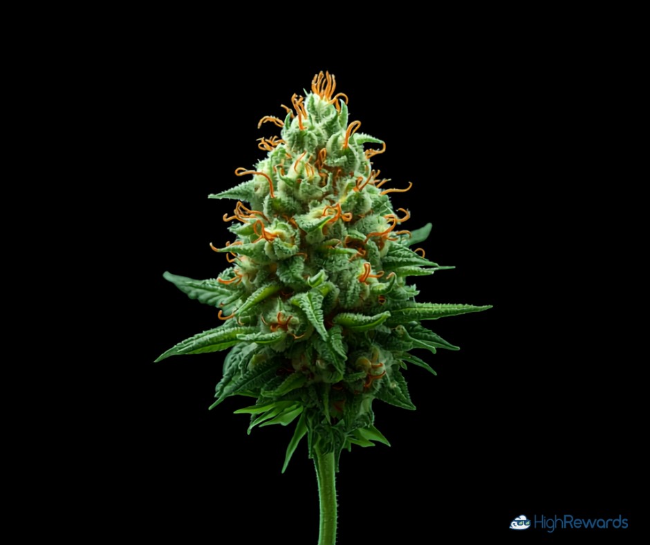 American Pie cannabis strain - HighRewards