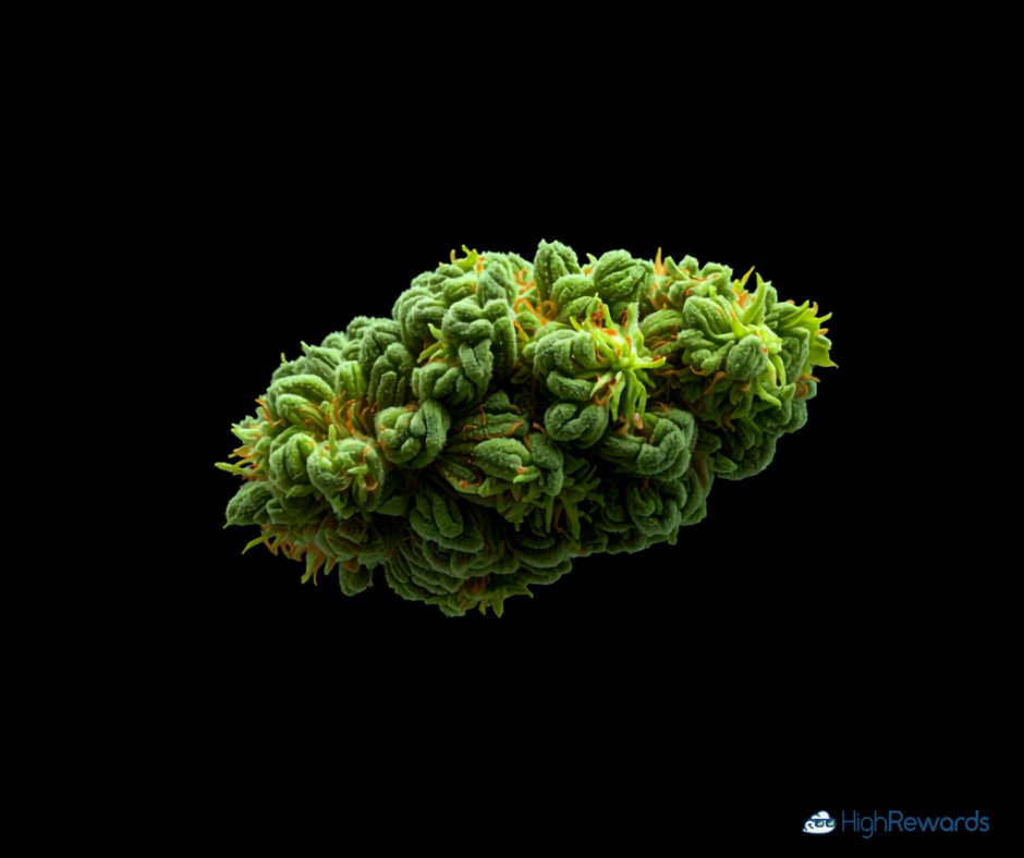 Amnesia Ganja Haze cannabis strain - HighRewards