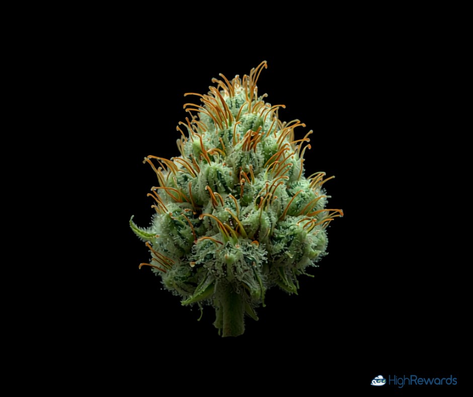 Amnesia Haze cannabis strain - HighRewards