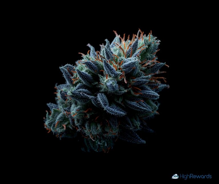 Ancient Kush cannabis strain - HighRewards