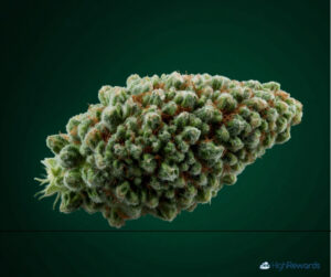 Angel OG cannabis strain frosty bud
