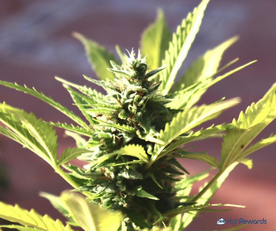 Animal Cookies cannabis strain - HighRewards