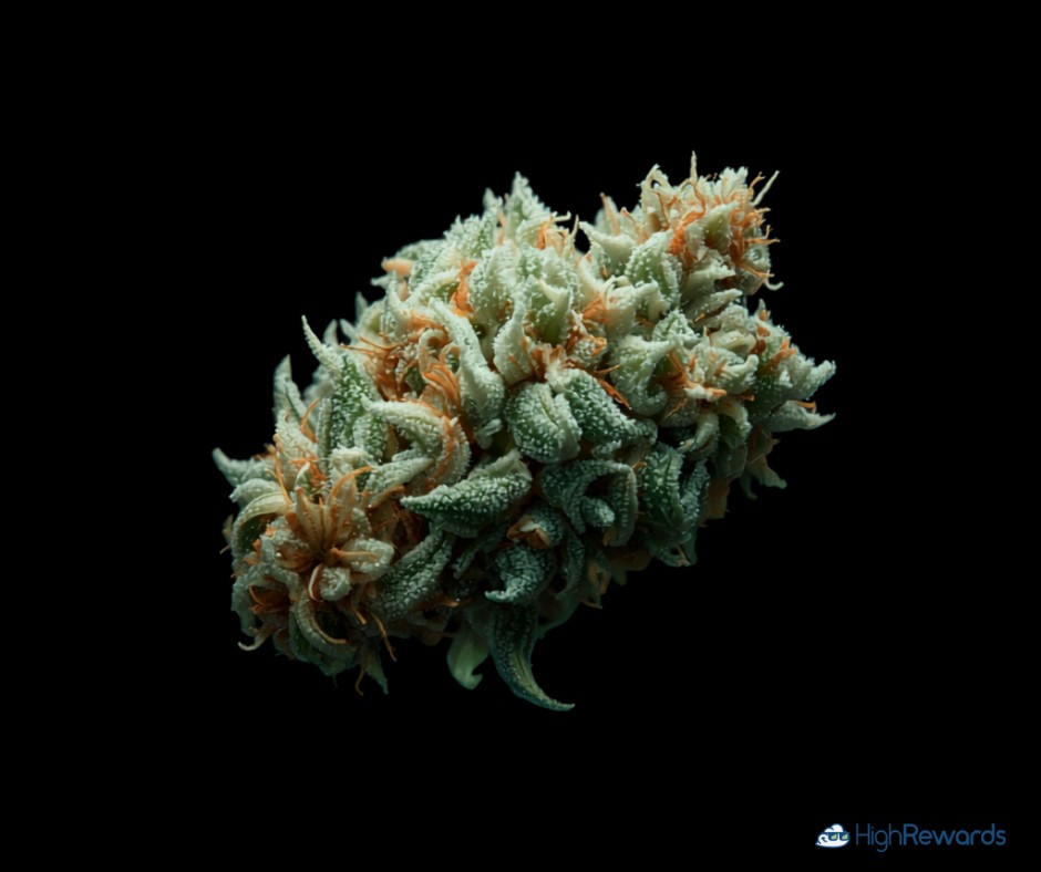 Birthday Cake cannabis strain - HighRewards