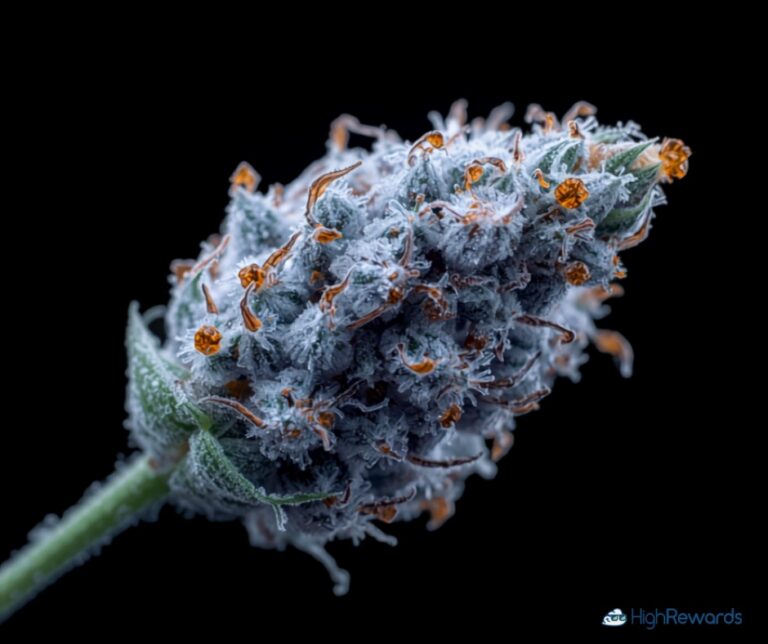 Blue Dream CBD cannabis strain - frosty silvery-blue hemp flower bud