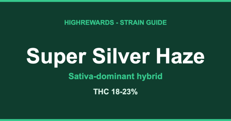 Super Silver Haze strain guide by HighRewards, sativa-dominant hybrid, THC 18-23%