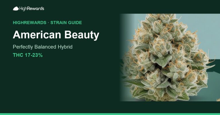 American Beauty cannabis strain cover image
