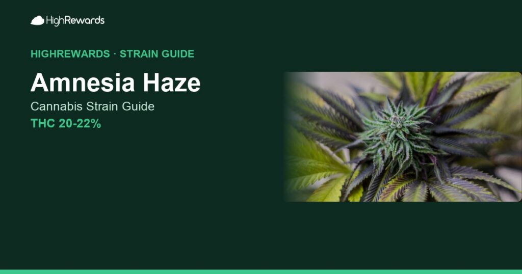 Amnesia Haze cannabis strain cover image