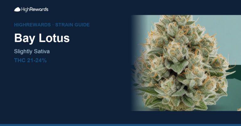 Bay Lotus cannabis strain cover image