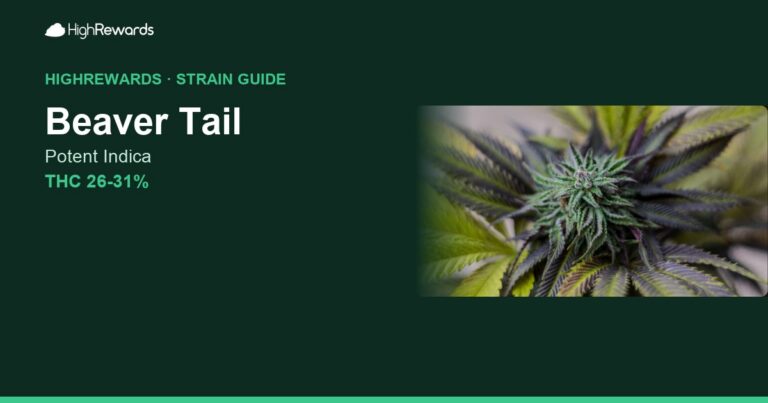 Beaver Tail cannabis strain cover image