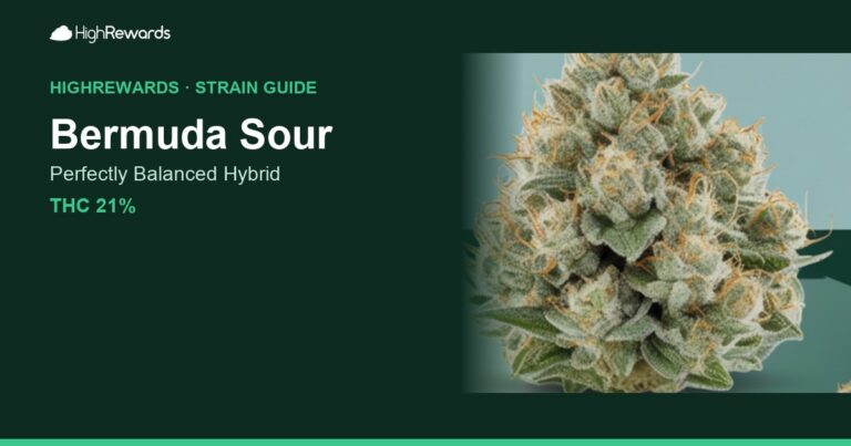 Bermuda Sour cannabis strain cover image