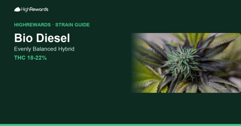 Bio Diesel cannabis strain cover image