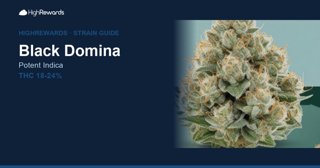 Black Domina cannabis strain cover image