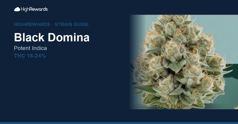 Black Domina cannabis strain cover image