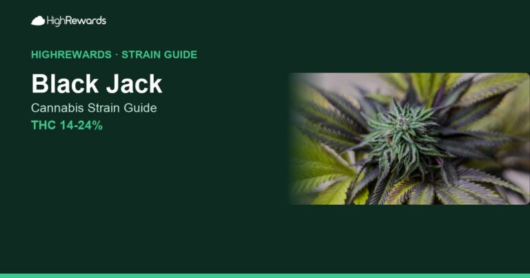 Black Jack cannabis strain cover image