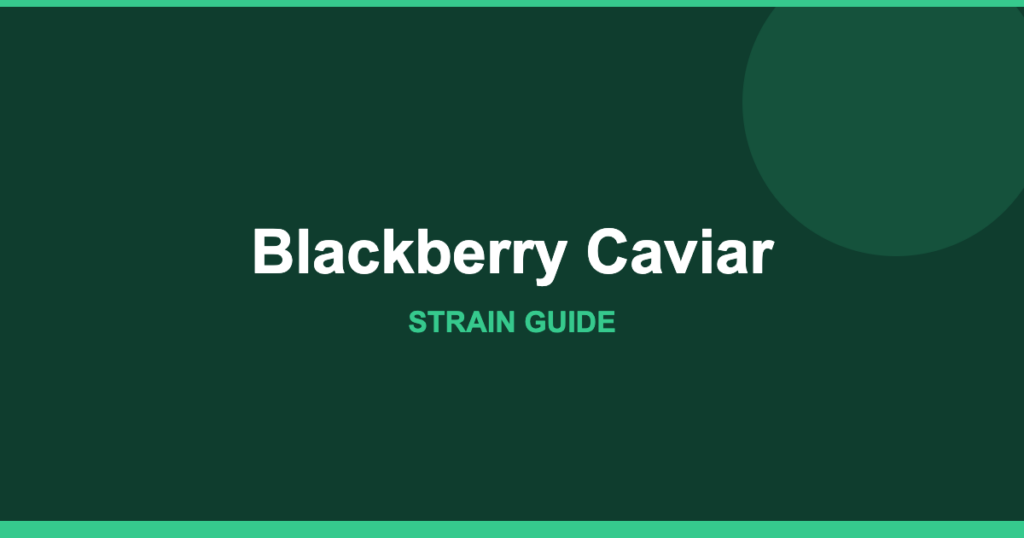 Blackberry Caviar strain cover