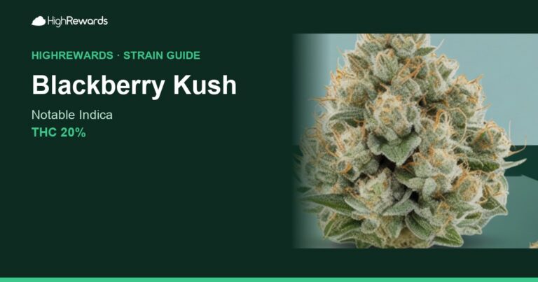 Blackberry Kush cannabis strain cover image