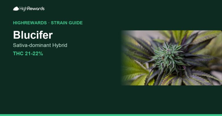 Blucifer cannabis strain cover image