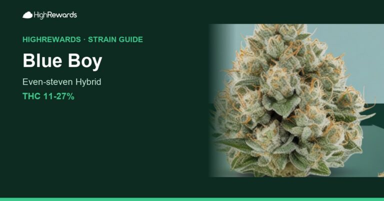 Blue Boy cannabis strain cover image