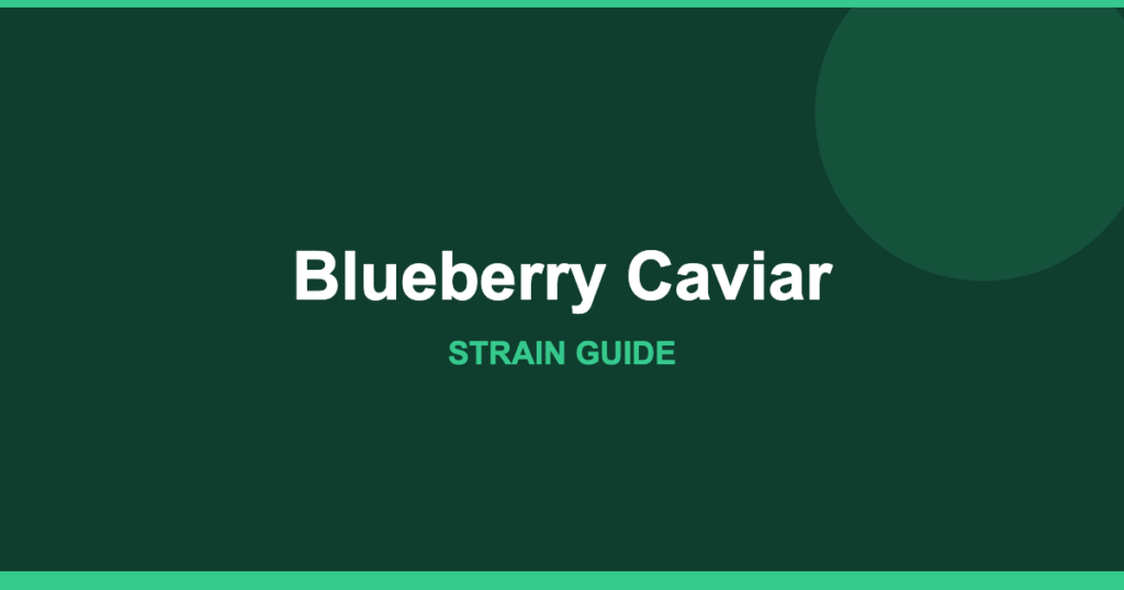 Blueberry Caviar strain cover