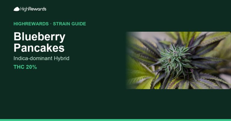 Blueberry Pancakes cannabis strain cover image