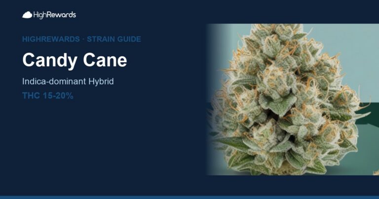Candy Cane cannabis strain cover image