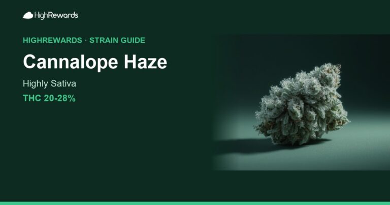 Cannalope Haze cannabis strain cover image