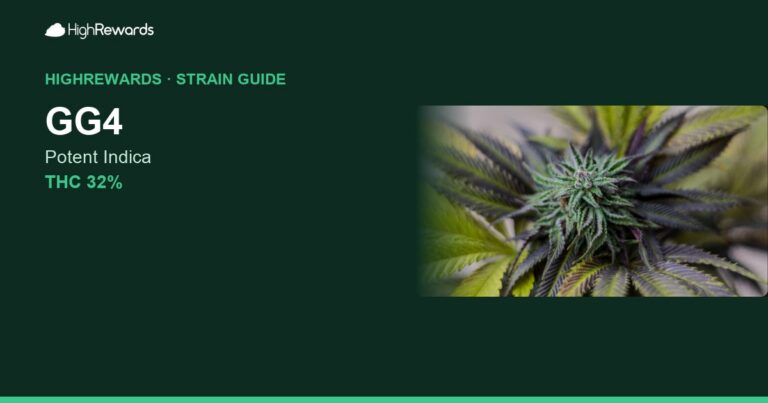 GG4 cannabis strain cover image