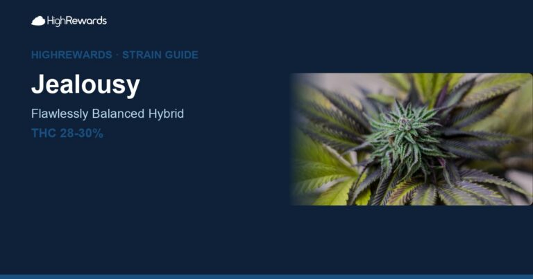 Jealousy cannabis strain cover image
