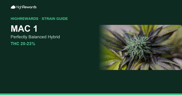 MAC 1 cannabis strain cover image