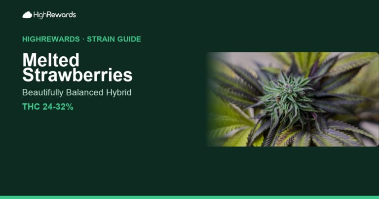 Melted Strawberries cannabis strain cover image