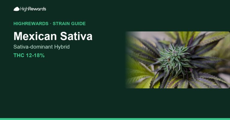 Mexican Sativa cannabis strain cover image