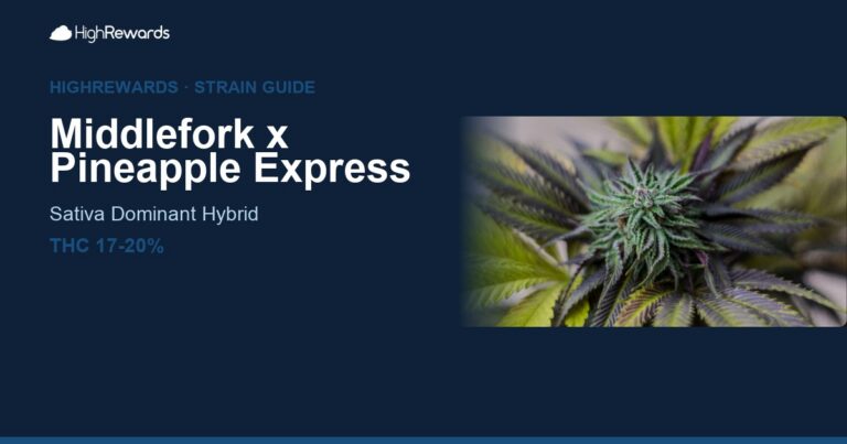 Middlefork x Pineapple Express cannabis strain cover image