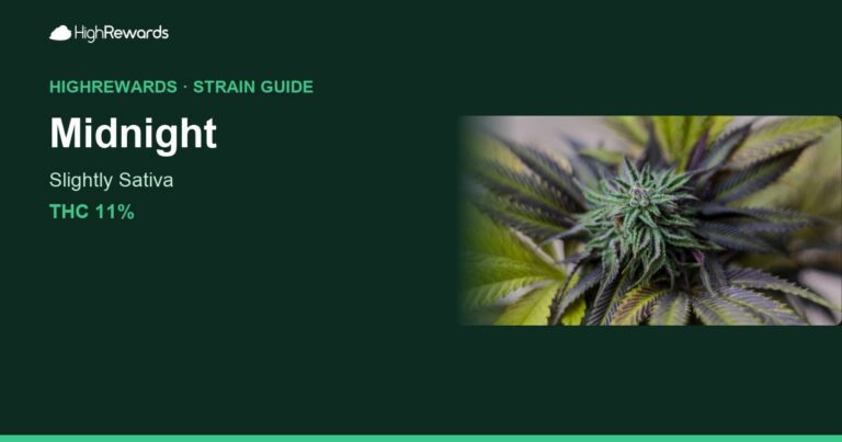 Midnight cannabis strain cover image