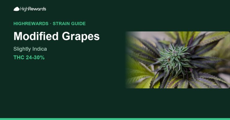 Modified Grapes cannabis strain cover image