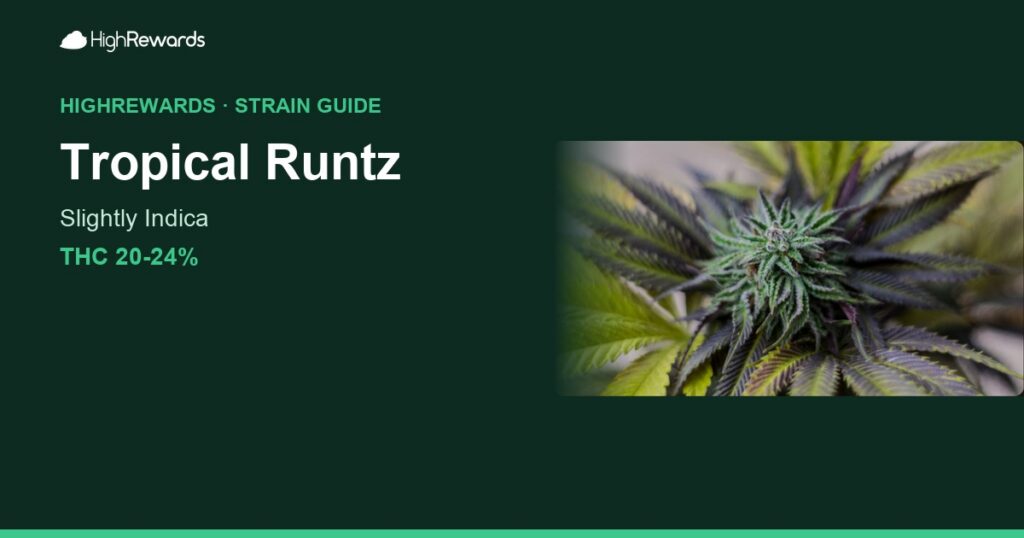 Tropical Runtz cannabis strain cover image