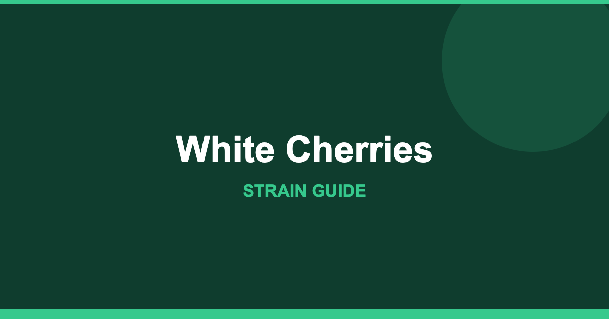 White Cherries strain cover