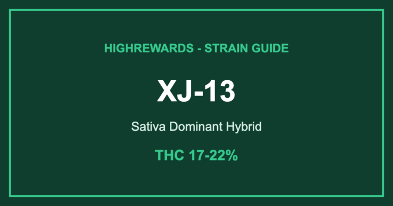 xj-13 strain cover