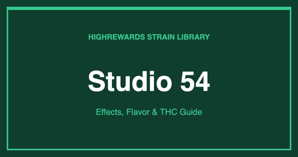 Studio 54 cannabis strain cover image